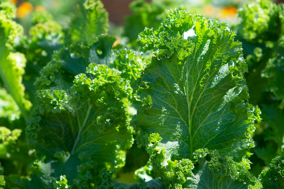 Guía de alimentos digestivos